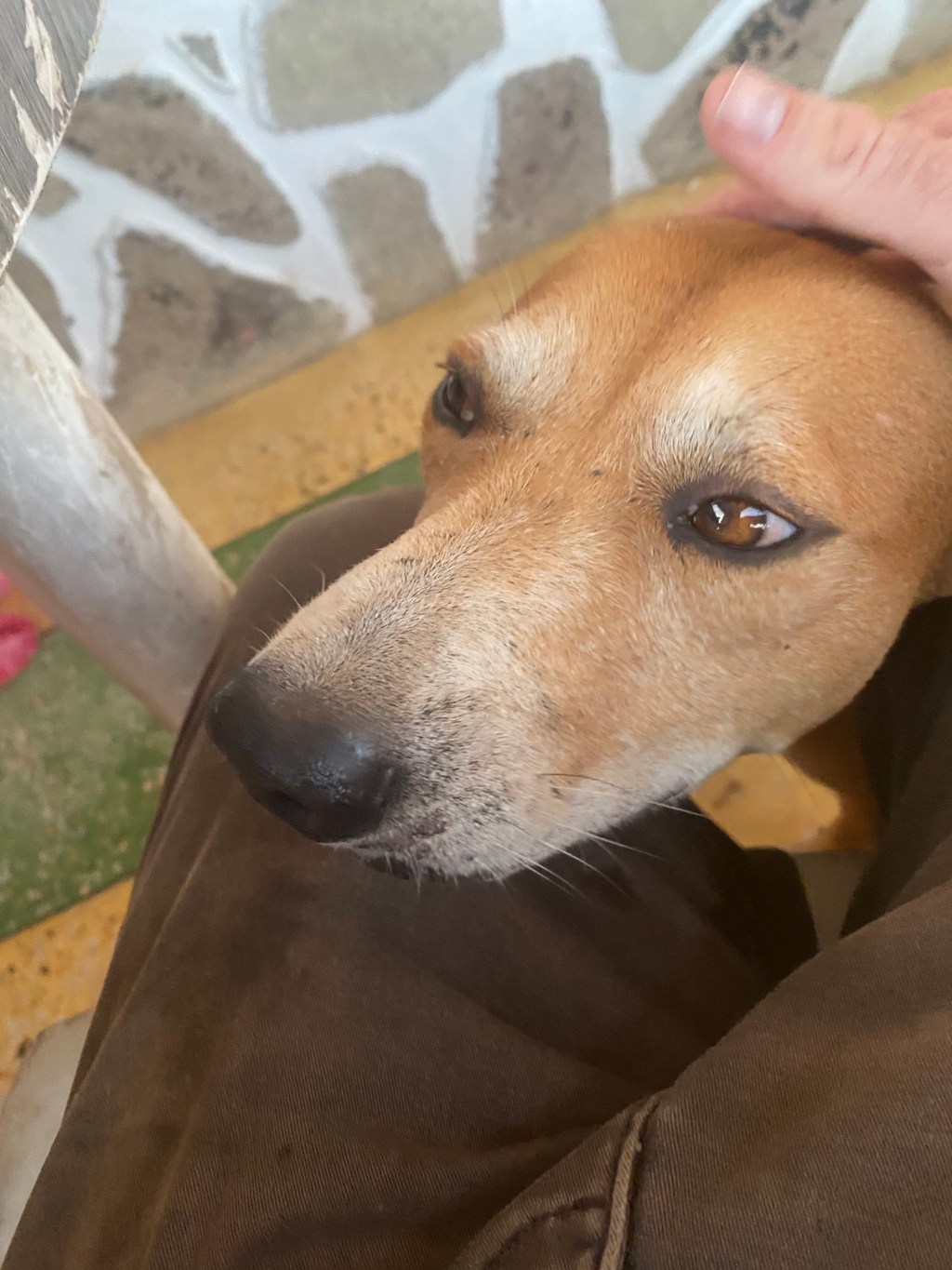 Missions
is a Vicious Guard Dog (Who Likes Head Pets)
