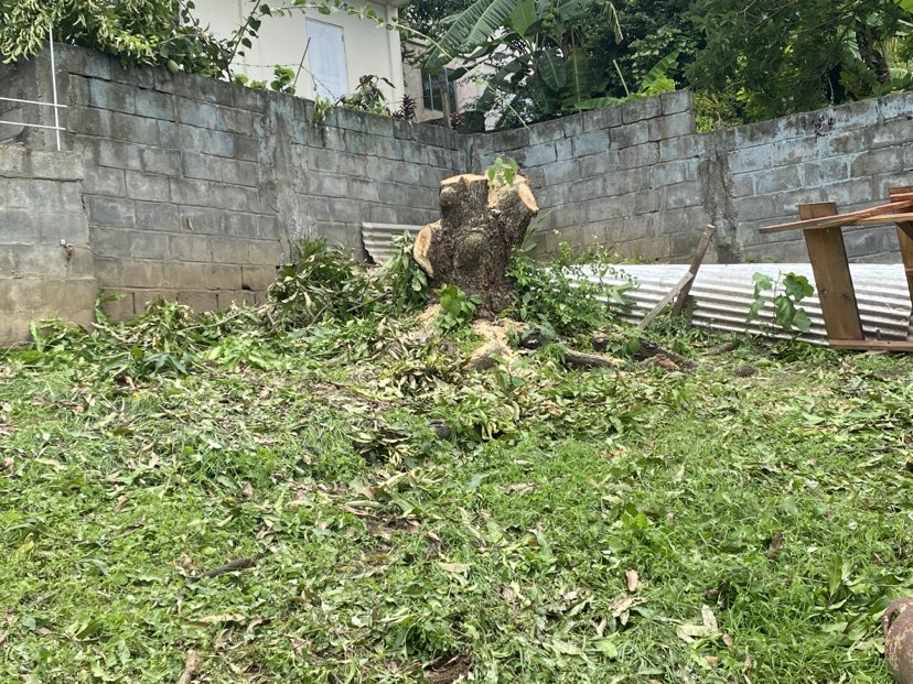When God Removes Your Mango&nbsp;Tree