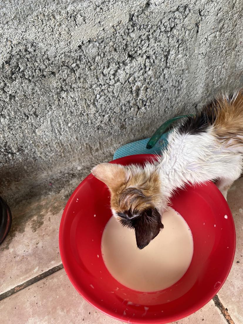 Seeking the Strays