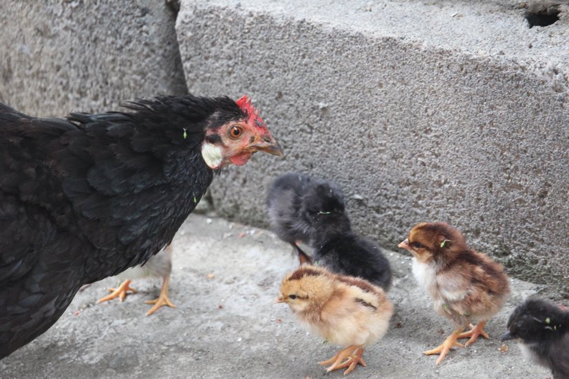 The Eagle and the&nbsp;Chickens
