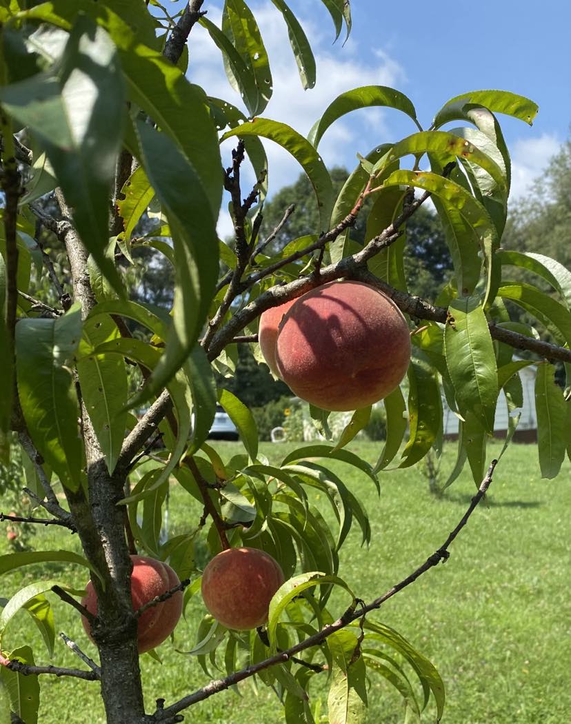 Fruit Will Come